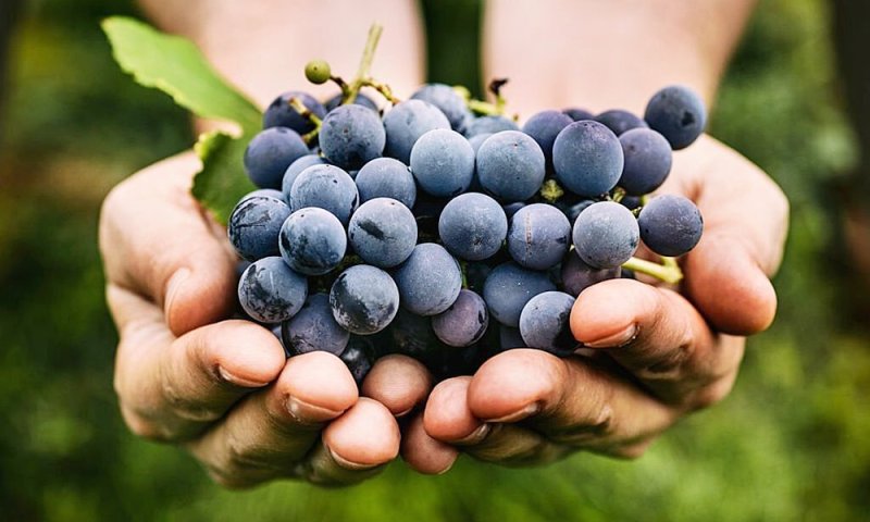 Czy winogrona są zdrowe?